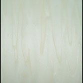 1/2 4 X 8 VC POPLAR / POPLAR SHOP
